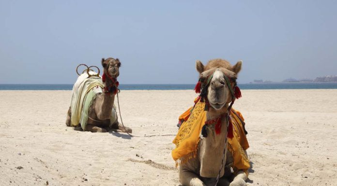 California Desert Travel Insights