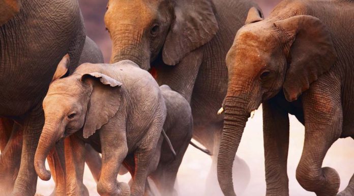 The Mojave Desert Travel Guide